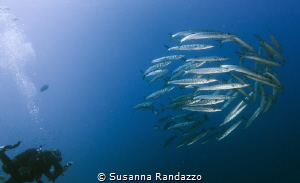 barracudas encounter during diving in Ustica Island by Susanna Randazzo 